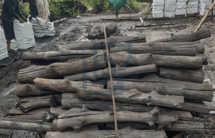 PNP mangrove charcoal price