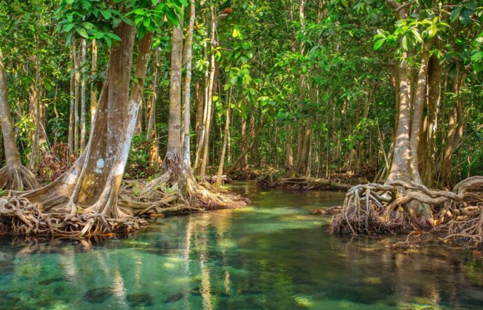 mangrove-forest-in-vietnam