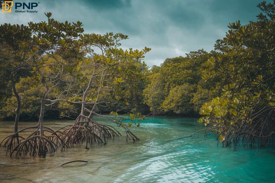 Mangrove charcoal is made from the Mangrove tree which is rich in energy