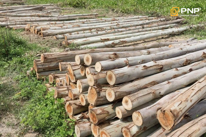 How to Make Eucalyptus Lump Charcoal: A Complete Guide to Produce Charcoal 2 Proper preparation of eucalyptus wood ensures even carbonization and consistent charcoal quality