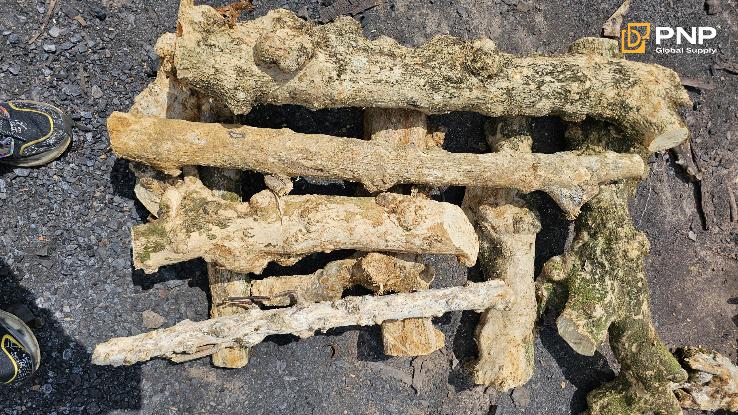 Proper wood selection and drying ensure premium coffee charcoal quality