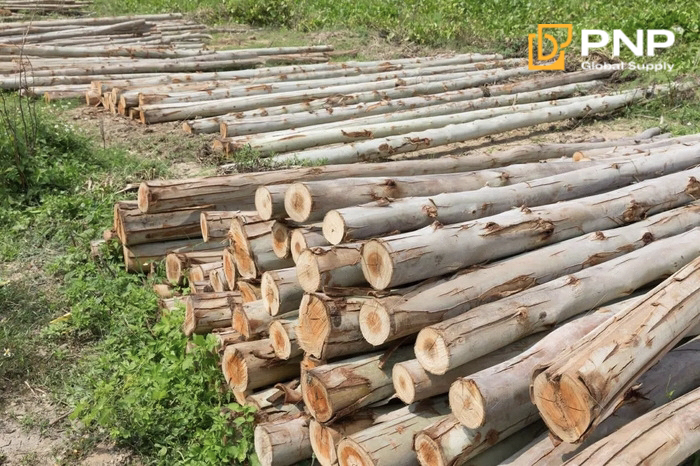 What Is Charcoal Made Of? A Practical Guide for Charcoal Buyers 5 Eucalyptus charcoal & White charcoal is made from eucalyptus wood